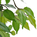 Mesterséges Törpe Fikusz Edény 60 cm