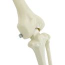 vidaXL Halloween Dekoráció Skeleton 2 pcs Fehér Polipropilén