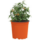 vidaXL Virág Cserép 200 pcs Terrakotta Ø 15 x 13 cm Műanyag