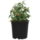 vidaXL Virág Cserép 50 pcs Fekete Ø 15 x 13 cm Műanyag