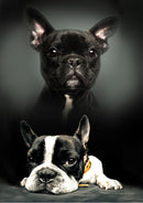 Kutyás polár takaró 100x140cm, J-BRM008885