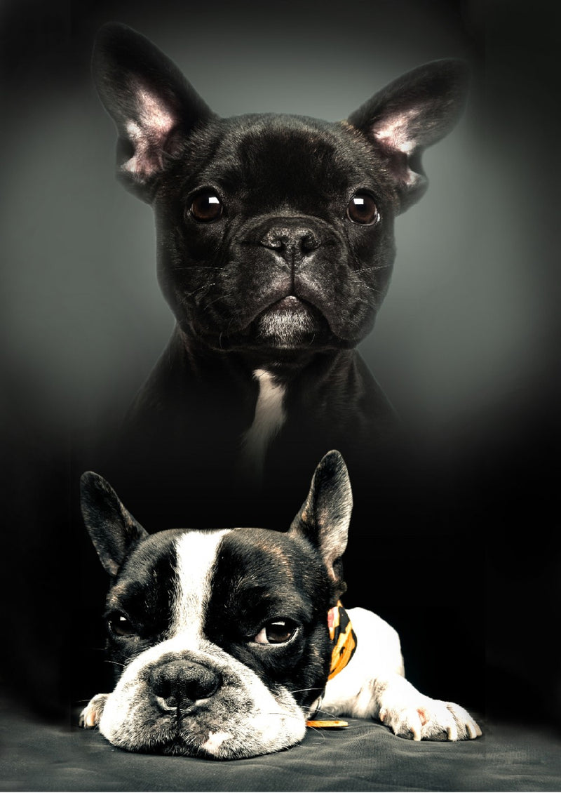 Kutyás polár takaró 100x140cm, J-BRM008885