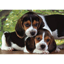 Kutyás Beagles Close Together 500 db-os puzzle Clementoni, J-CMC35536