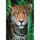 Állatos Jaguar 500 db-os puzzle Clementoni, J-CMC35541